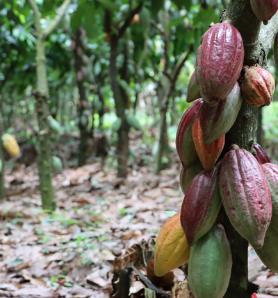 Cocoa Pods Ghana