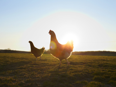 Chicken