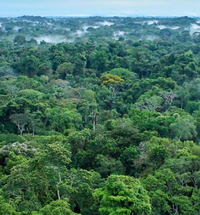 Amazon Rainforest