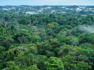 Amazon Rainforest