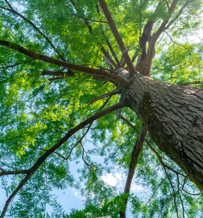 tree shot from ground