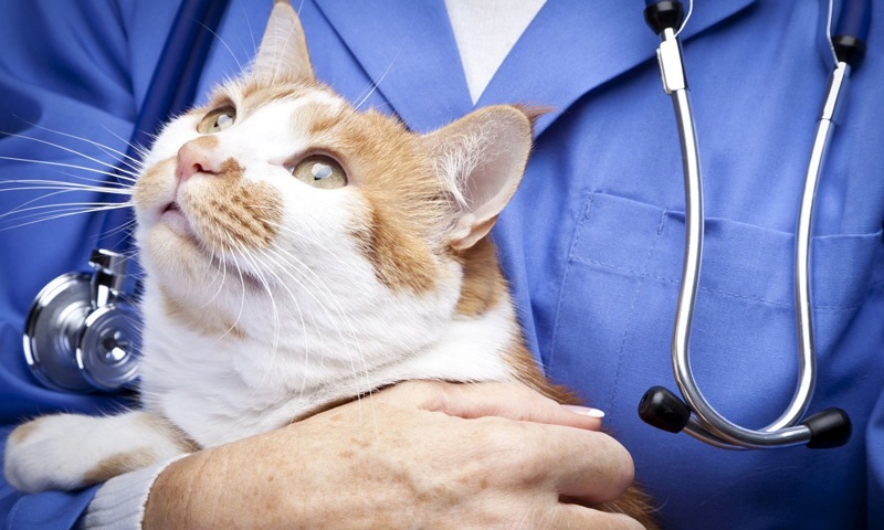 Vet And Cat