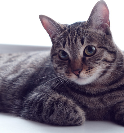 A cat