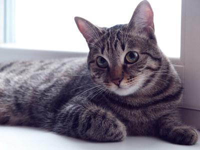 A cat