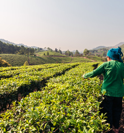 International Field Worker