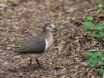 Critically Endangered Grenada dove walking on the forest floor