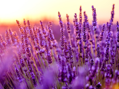 Gettyimages 614963610