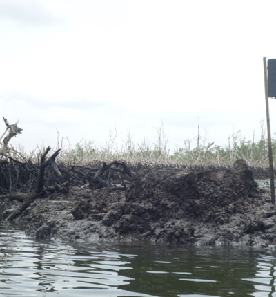 Bille Dead Mangroves 4