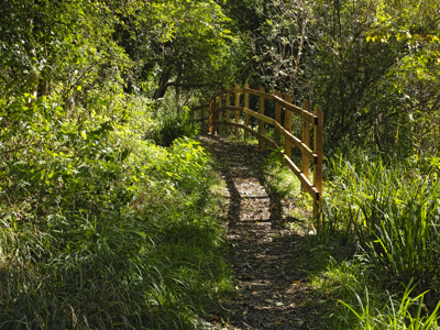 Hertfordshire Woodland