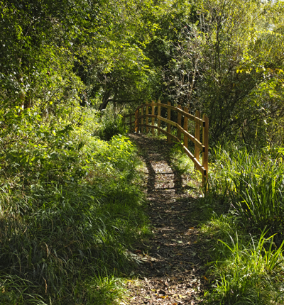Hertfordshire Woodland
