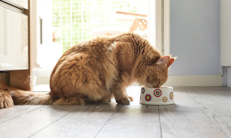Cat Eating