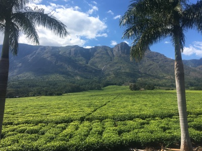 tea plantations in Mulanje, Southern Malawi pic2