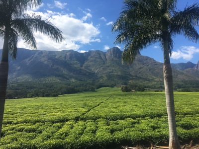 tea plantations in Mulanje, Southern Malawi pic2