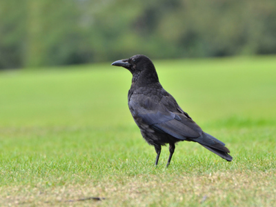 Carrion Crow