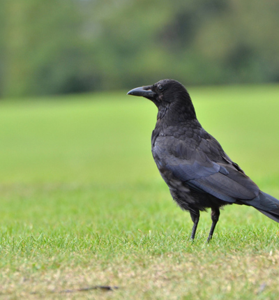 Carrion Crow