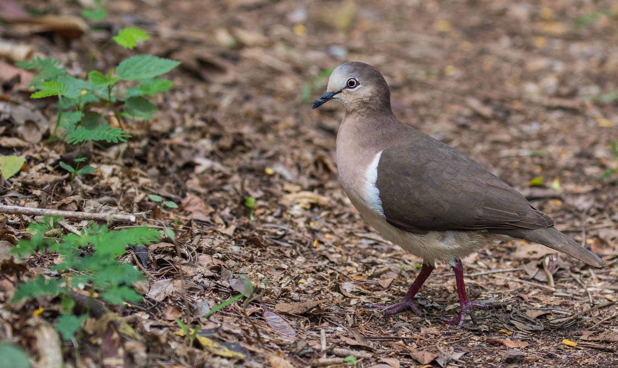 Critically Endangered Grenada dove walking on the forest floor