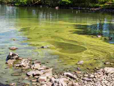 Blue Green Algae, Cyanobacteria, Blooming In Lake Windermere Due To The Amount Of Sewage 