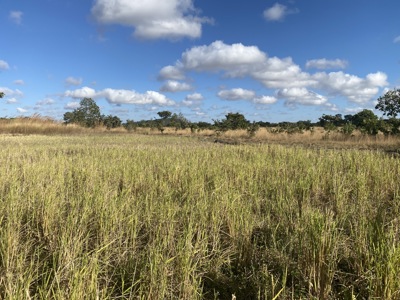 A field where elephants roam near Kasungu National Park