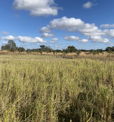 A field where elephants roam near Kasungu National Park