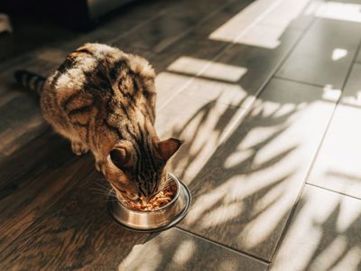 Cat Eating From Bowl