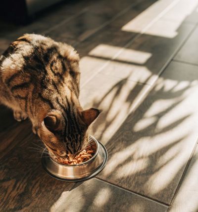 Cat Eating From Bowl