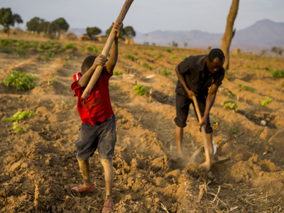 Malawi BAT farmers