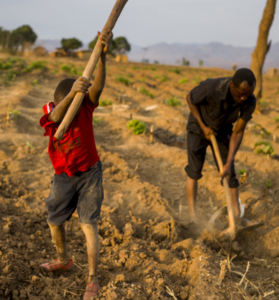 Malawi BAT farmers