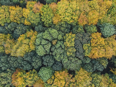 Trees from above