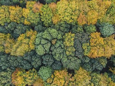 Trees from above