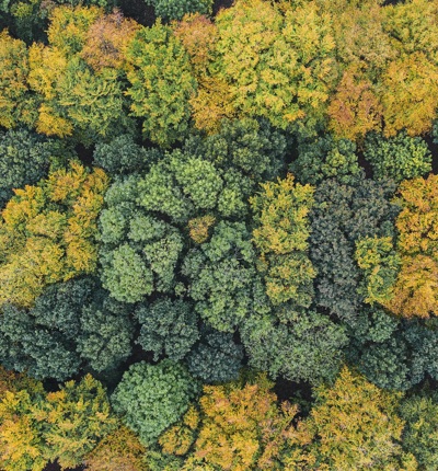 Trees from above