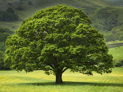 Oak Tree In Field