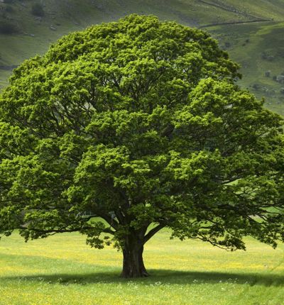 Oak Tree In Field