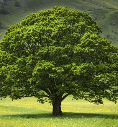 Oak Tree In Field