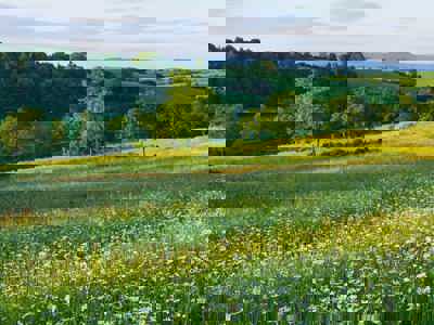 Field And Trees (1)
