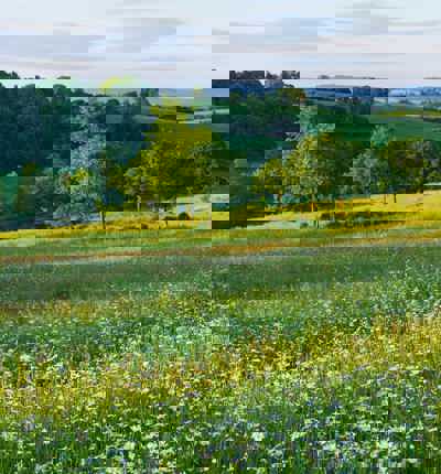 Field And Trees (1)