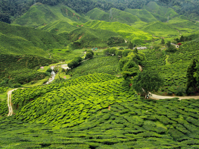 Tea plantation