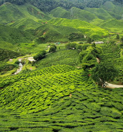 Tea plantation