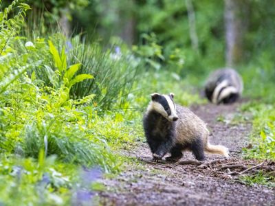 Badgers