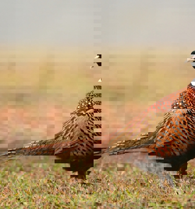 Pheasant (1)