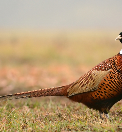 Pheasant (1)