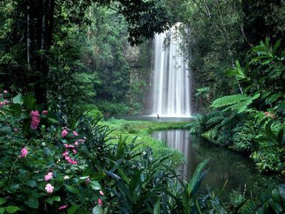 Rainforrest