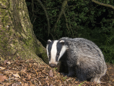 Badger