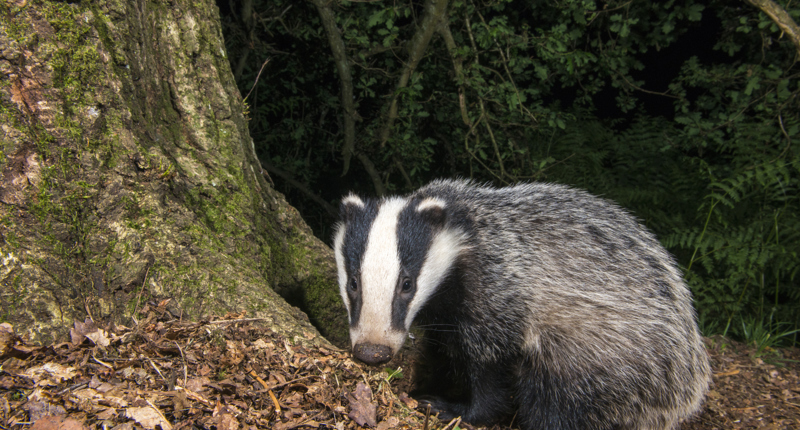 Wildlife groups’ court hearing challenge to Northern Ireland badger ...
