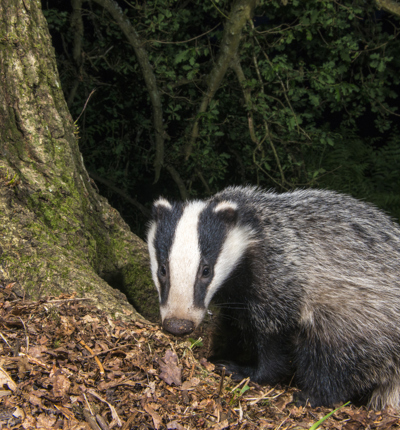 Badger