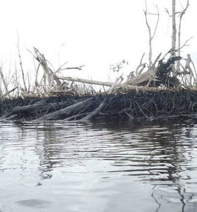 Oil damage in the Niger Delta