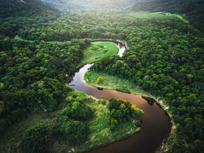 Mata Atlantica - Atlantic Forest in Brazil