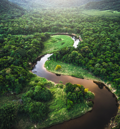 Mata Atlantica - Atlantic Forest in Brazil