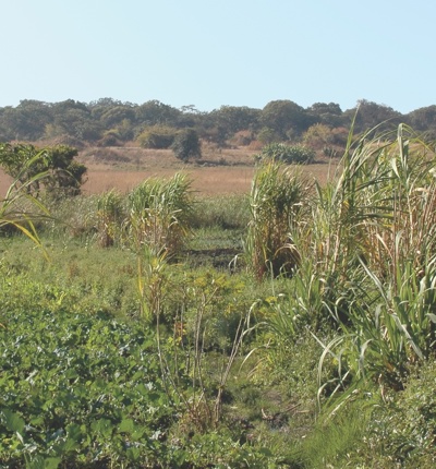 Vedanta Zambia