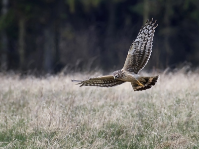 Hen Harrier