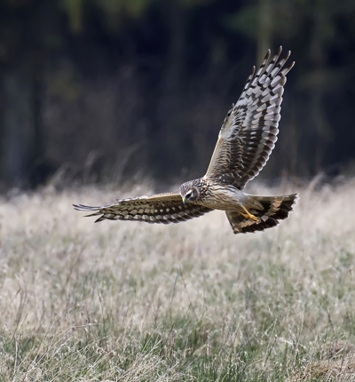 Hen Harrier